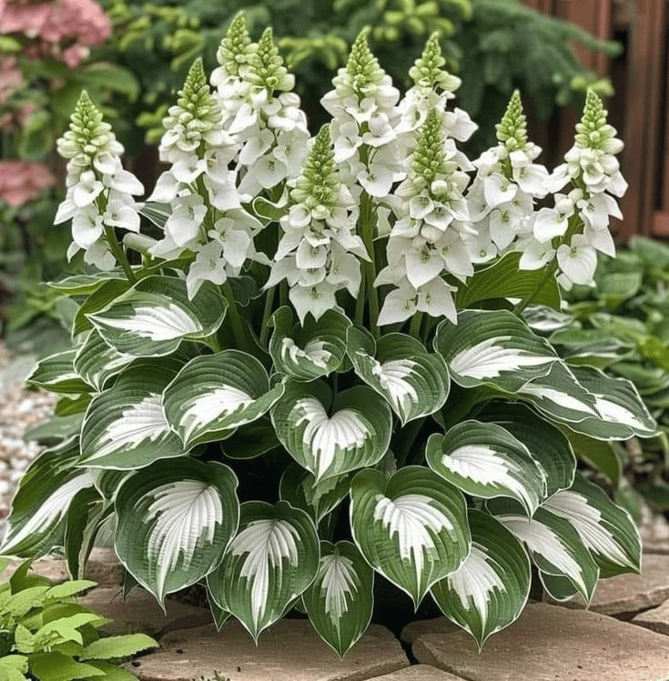 🌿Shade-Tolerant Plant